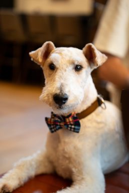 best dog day Chelsea menu pub free kings road